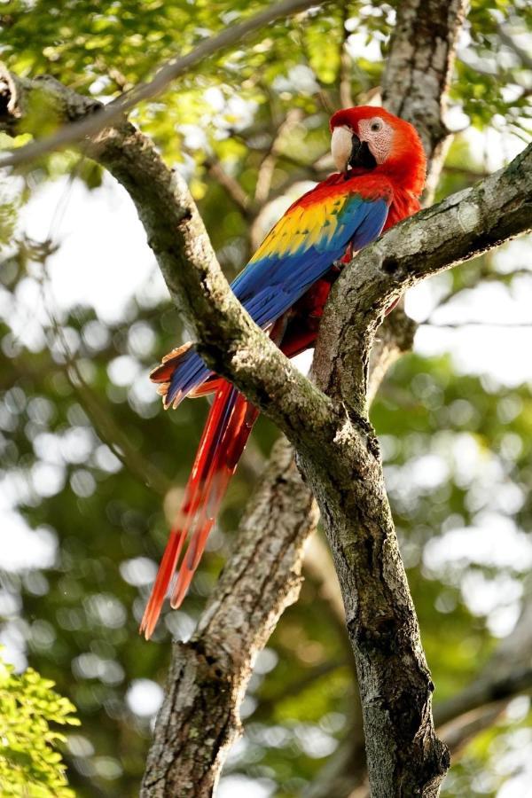 Villa Pura Vida Matapalo  Eksteriør bilde